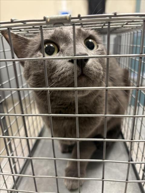 FREDERICK - Domestic Short Hair available for adoption