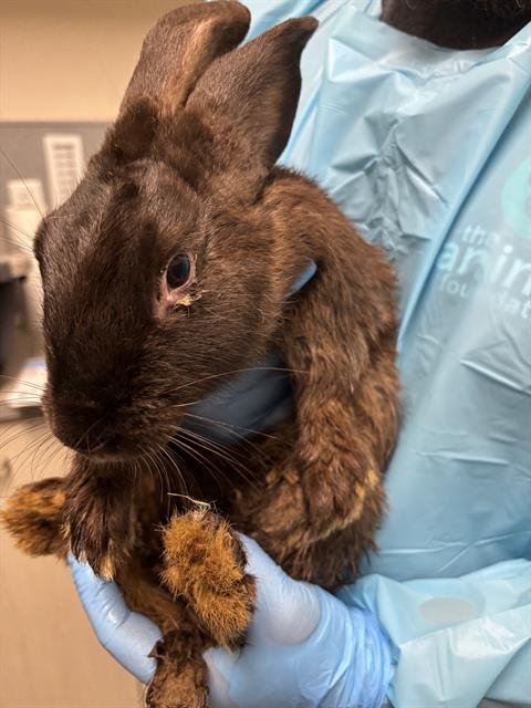 YUNNY - Shorthaired Rabbit available for adoption