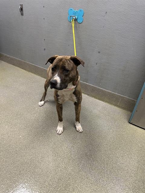 FAITH - Siberian Husky / Pit Bull Terrier available for adoption