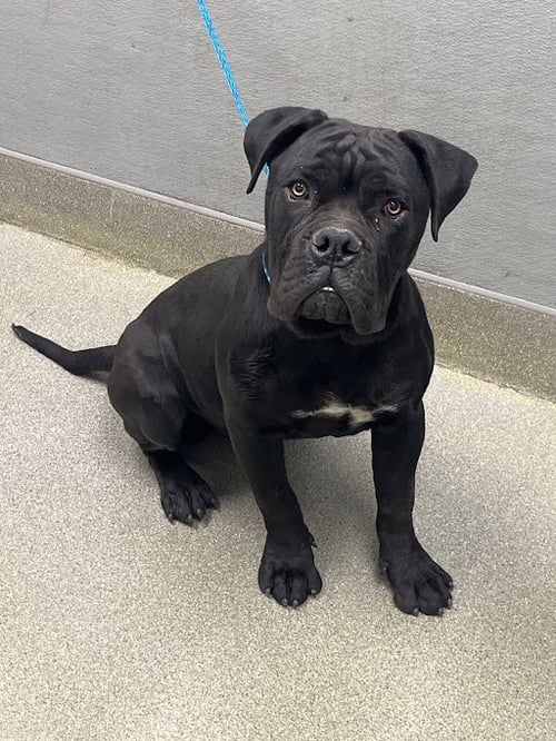 *THUMPER - Cane Corso Mastiff available for adoption