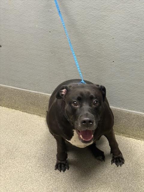 *SASHA - Pit Bull Terrier available for adoption