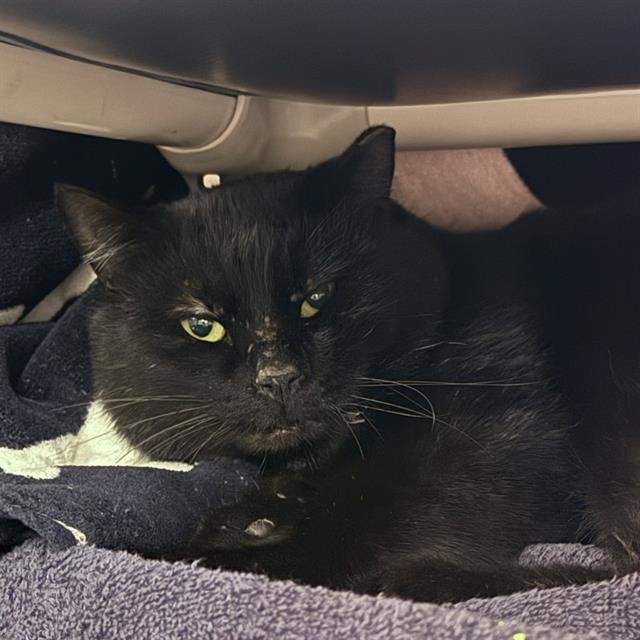 *COREY - Domestic Medium Hair available for adoption