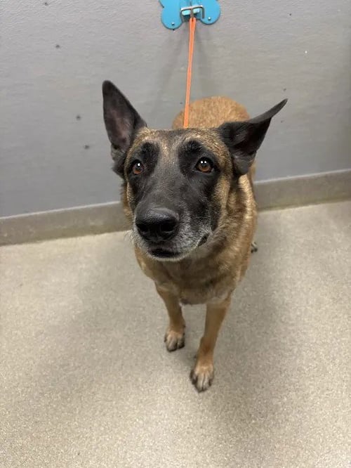 *TRINA - Belgian Shepherd Malinois available for adoption