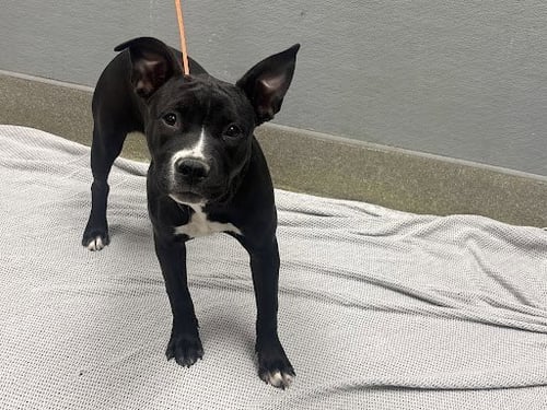 PRINCESS - Pit Bull Terrier available for adoption