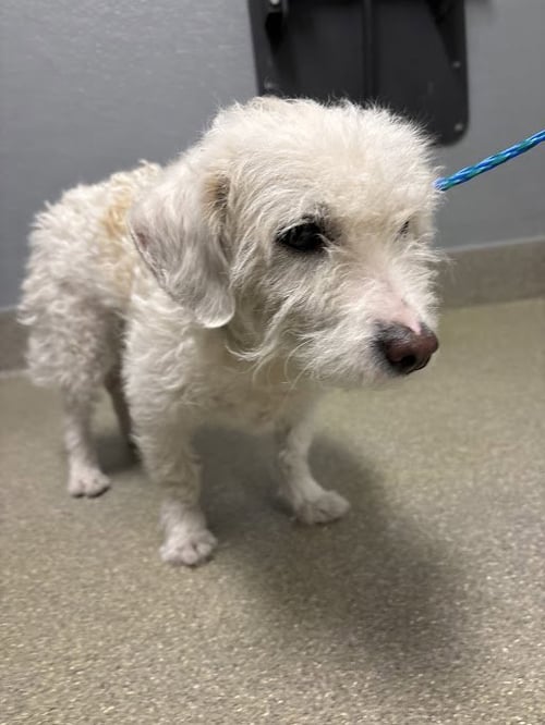 *HILARIE - Terrier / Poodle (Miniature) available for adoption