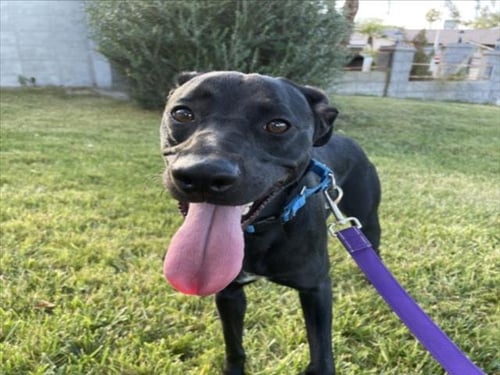RAVEN - Labrador Retriever available for adoption