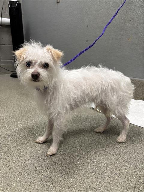 BOBY - Terrier available for adoption