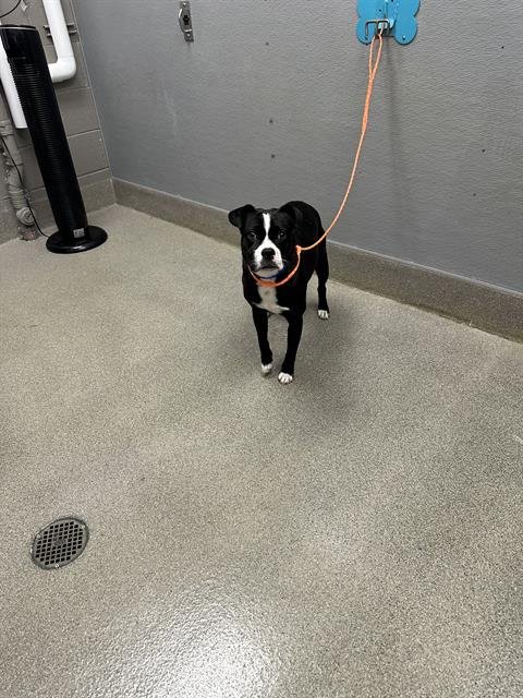 *TREVOR - Boston Terrier available for adoption