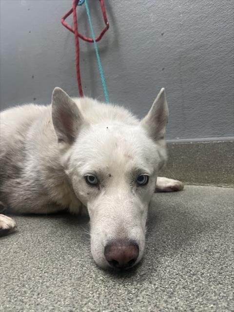 *RICK - German Shepherd Dog available for adoption
