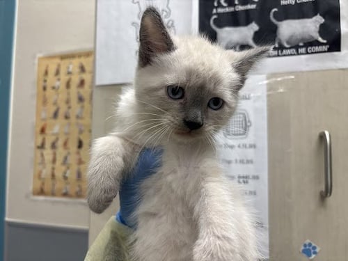 *CARL - Siamese available for adoption