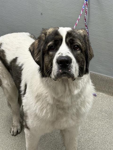 *BARNIBUS - Saint Bernard available for adoption