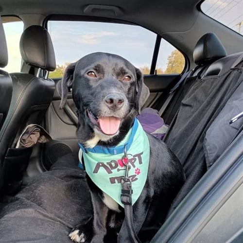 BJ - Pit Bull Terrier / Basset Hound available for adoption