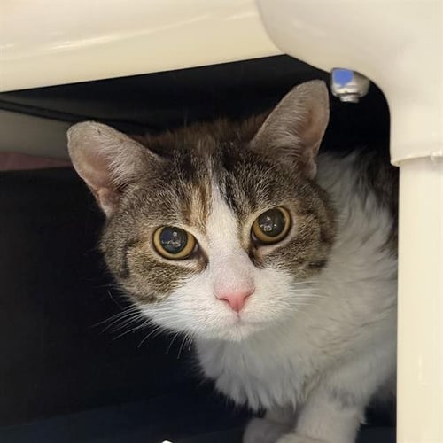 BITTY - Domestic Short Hair available for adoption