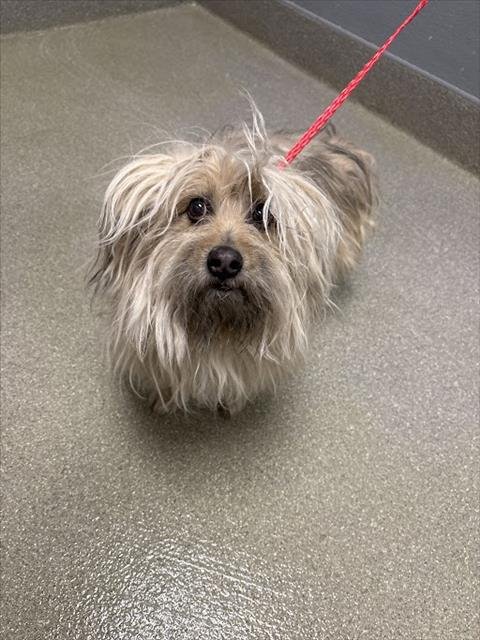 BOSS - Lhasa Apso available for adoption