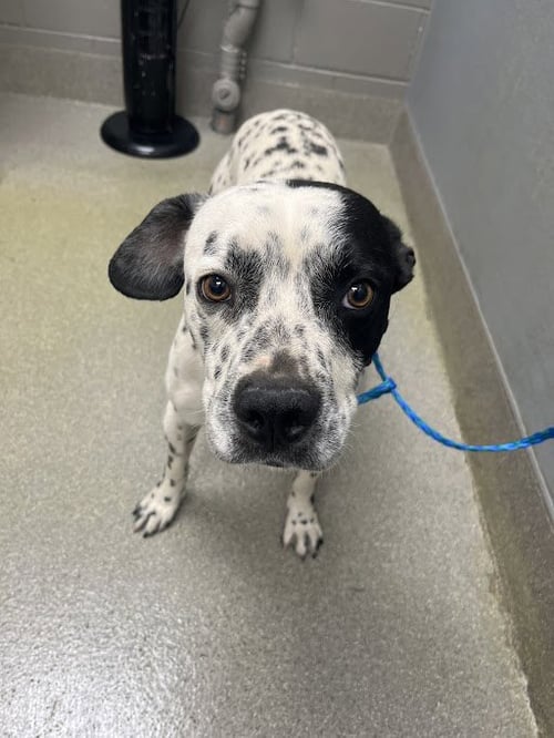 *FORTUNE - Pit Bull Terrier available for adoption