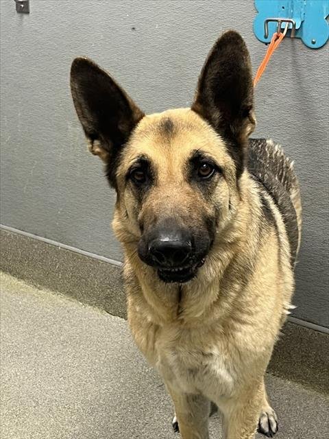 SHADOW - German Shepherd Dog available for adoption