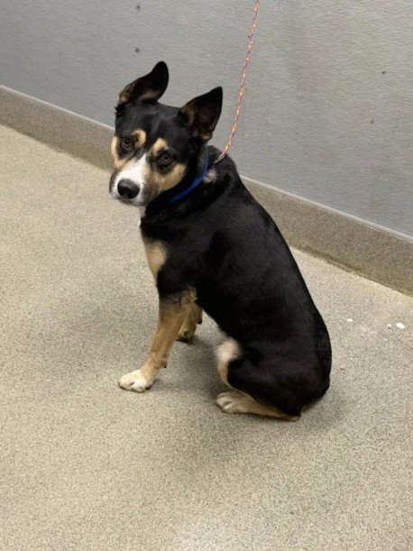 *WARLOCK - Australian Cattle Dog/Blue Heeler available for adoption