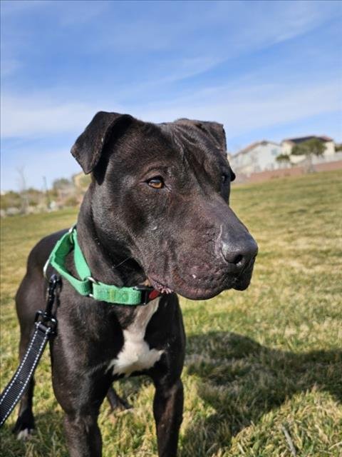 *DJ - Pit Bull Terrier available for adoption