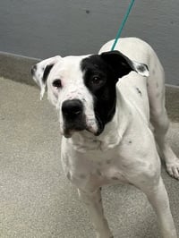 CHANCE - Photo 1