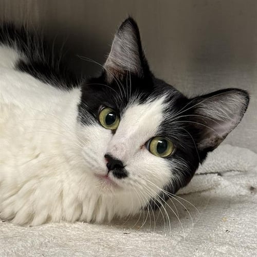 *TALIA - Domestic Short Hair available for adoption