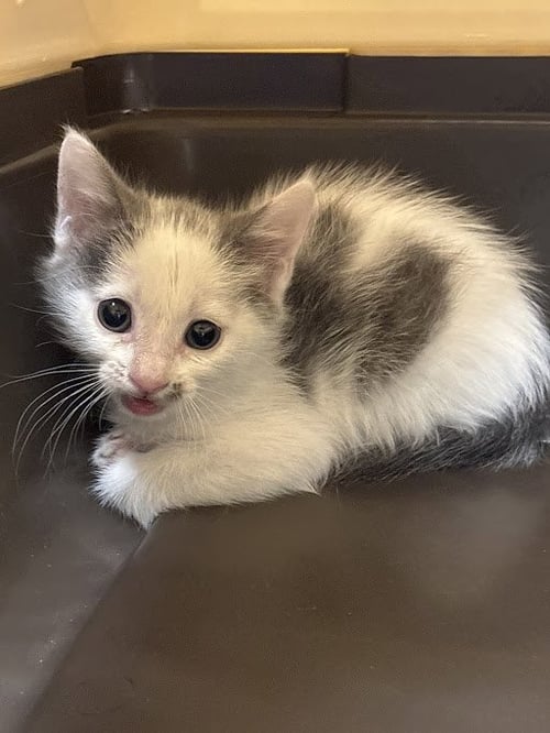 *SPRITE - Domestic Medium Hair available for adoption