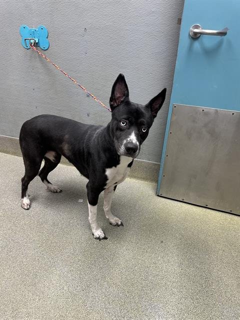 HOT BUDDA - Siberian Husky available for adoption