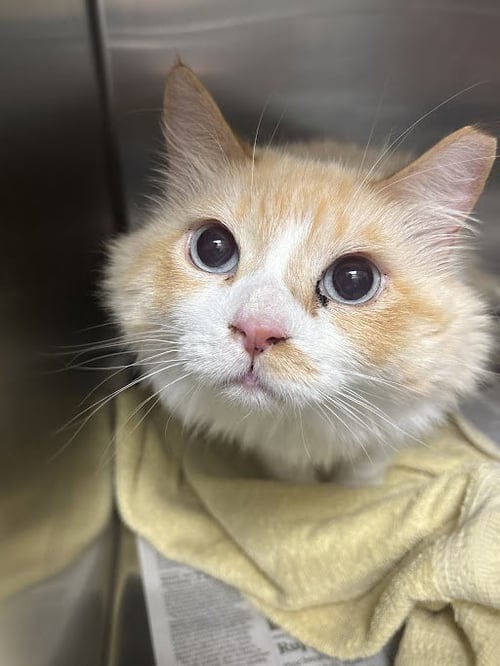 SULLIVAN - Domestic Long Hair available for adoption