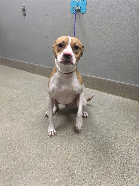 BRAVO - Staffordshire Bull Terrier available for adoption