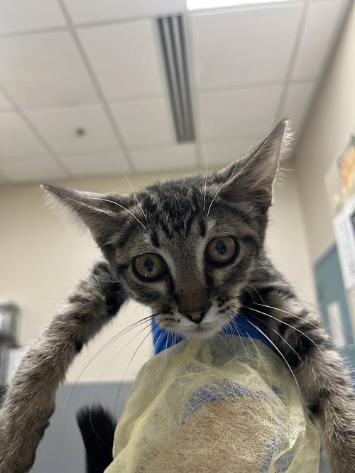 *ALEXANDER HAMEOWLTON - Domestic Short Hair available for adoption