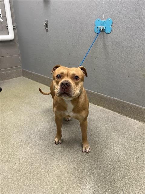 *FLOYD - Pit Bull Terrier available for adoption