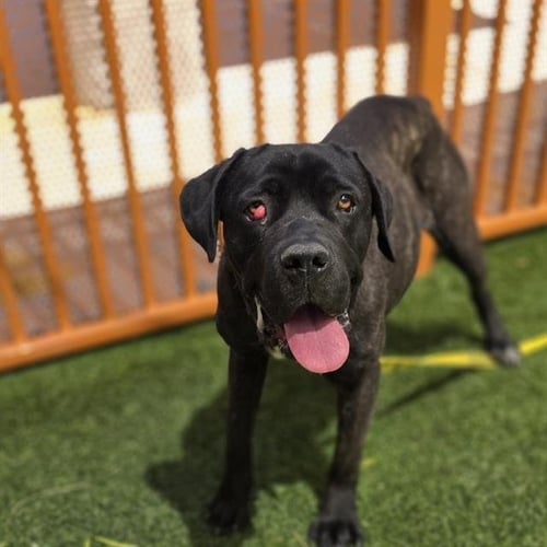 OREO - Cane Corso Mastiff available for adoption