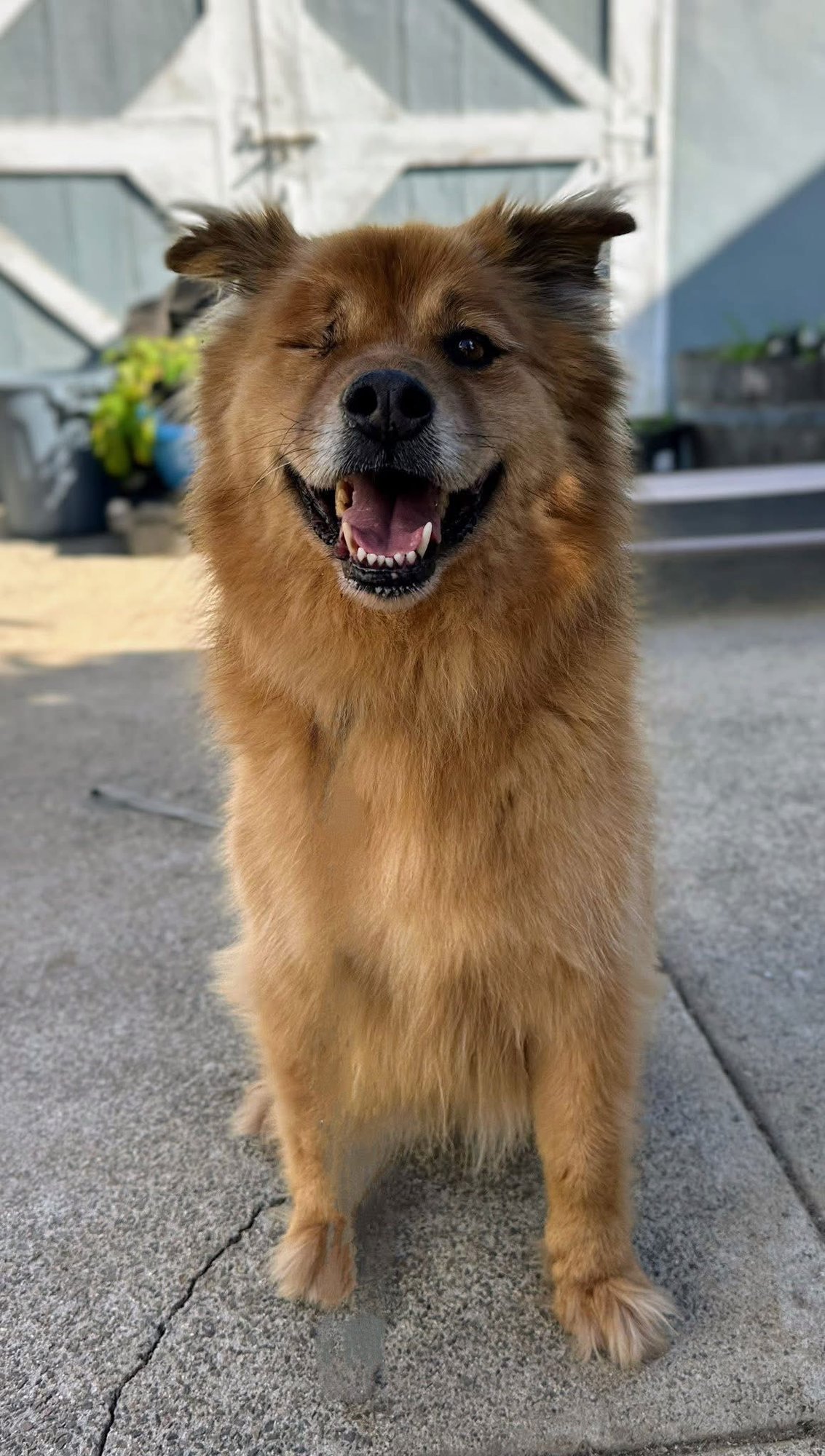 TEDDY - Chow Chow / Golden Retriever available for adoption