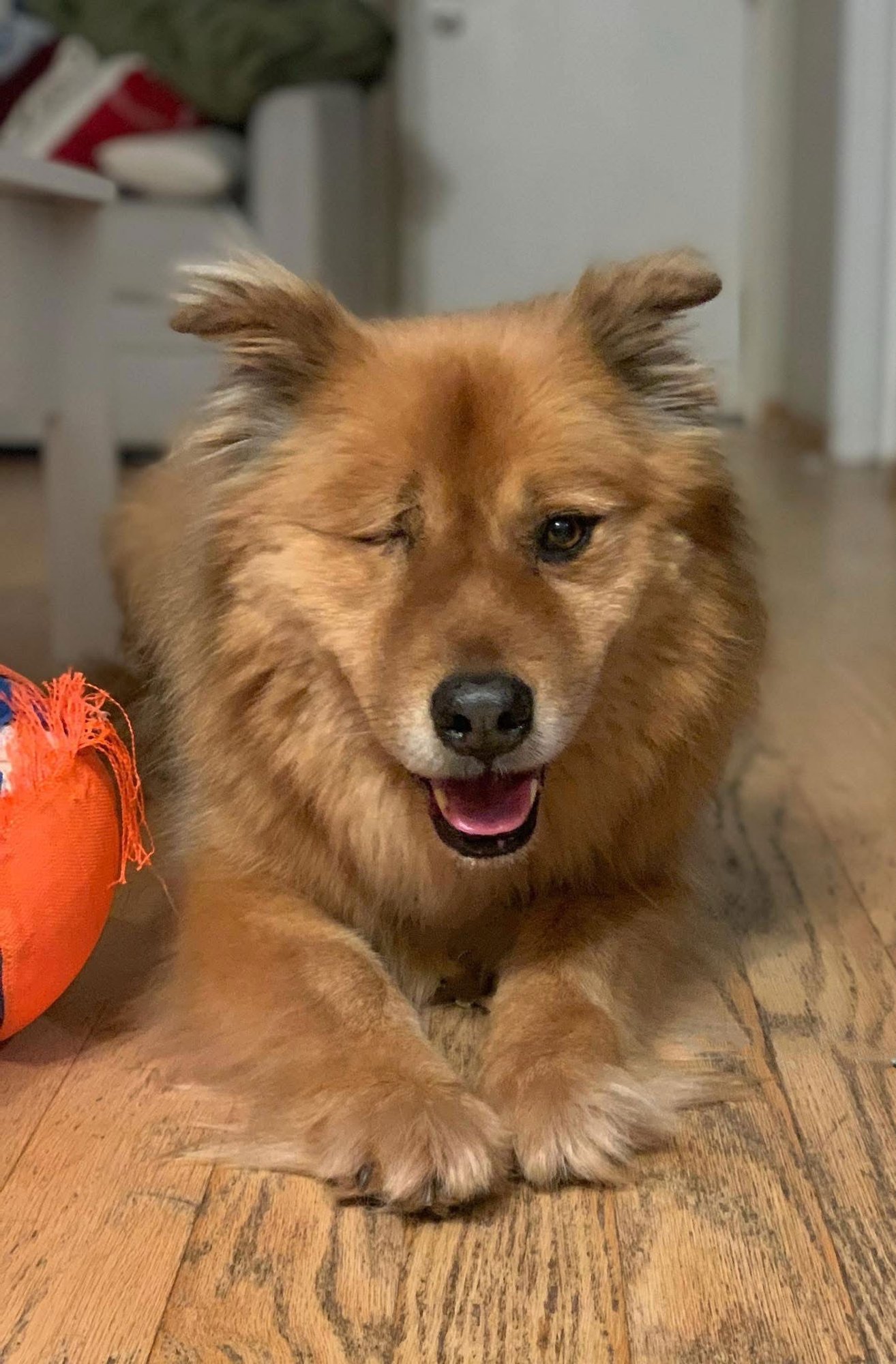 TEDDY - Chow Chow / Golden Retriever available for adoption