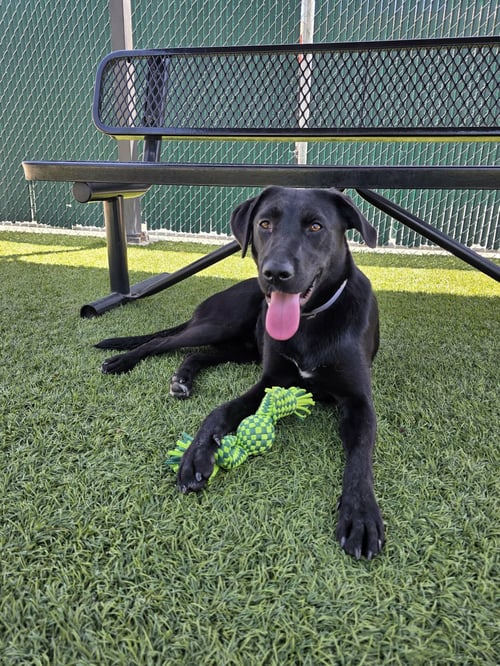 HOODIE - Labrador Retriever available for adoption