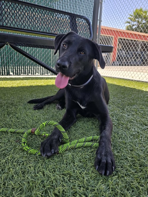 HOODIE - Labrador Retriever available for adoption
