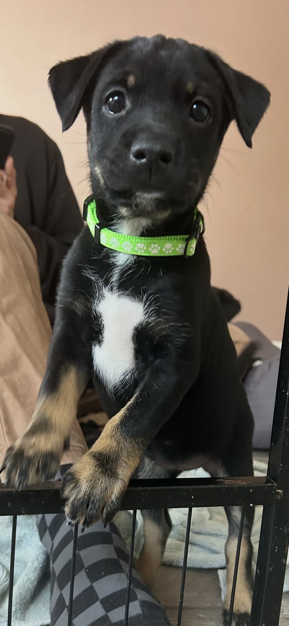 HONEY'S PUPPY MILLIE - Labrador Retriever available for adoption