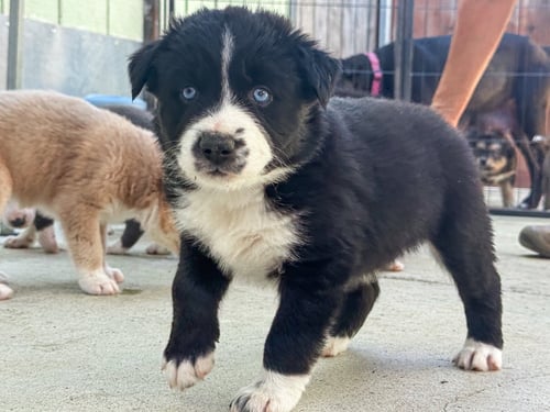 MARILYNN'S PUPPY MAGIC - Labrador Retriever available for adoption