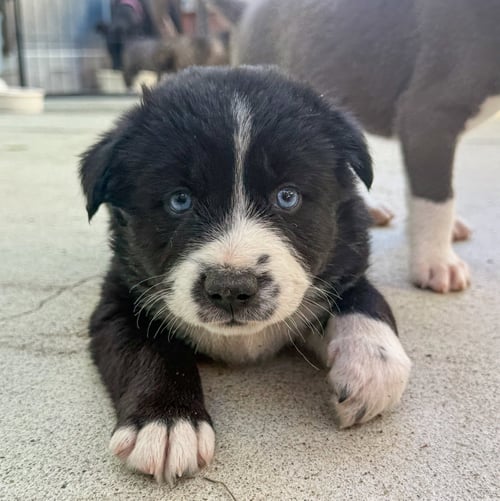 MARILYNN'S PUPPY MAGIC - Labrador Retriever available for adoption