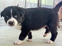 Marilynn's Puppy Magic - Photo 3