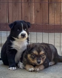 Marilynn's Puppy Magic - Photo 4