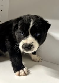 Marilynn's Puppy Magic - Photo 5
