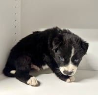 Marilynn's Puppy Magic - Photo 6