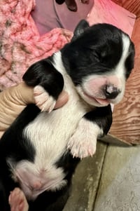 Marilynn's Puppy Magic - Photo 7