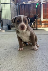 Marilynn's Puppy Mocha - Photo 1
