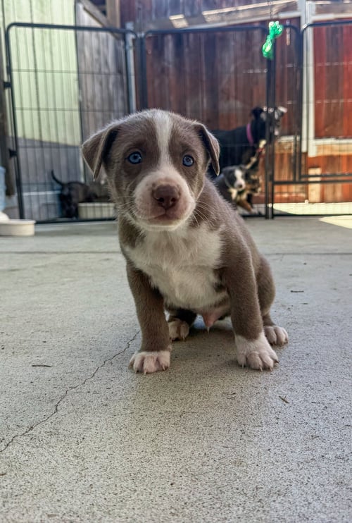 MARILYNN'S PUPPY MOCHA - Labrador Retriever available for adoption