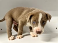 Marilynn's Puppy Mocha - Photo 3