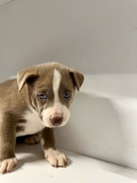 Marilynn's Puppy Mocha - Photo 4