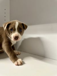 Marilynn's Puppy Mocha - Photo 5