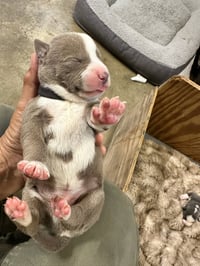 Marilynn's Puppy Mocha - Photo 6