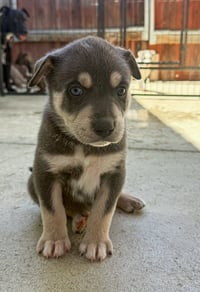 Marilynn's Puppy Makai - Photo 1